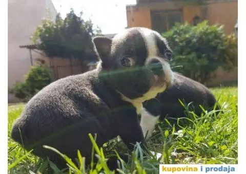 Stenci BOSTONSKOG TERIJERA - 3/5