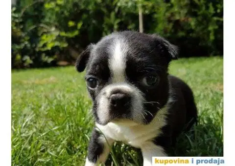 Stenci BOSTONSKOG TERIJERA - 4/5