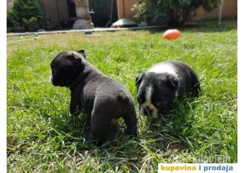 Stenci BOSTONSKOG TERIJERA - 5/5