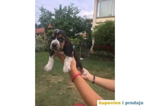 AMERICKI BASET stenci izlozbenog kvaliteta - 7/7