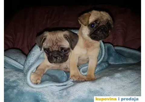 MOPS stenci na prodaju - 2/5