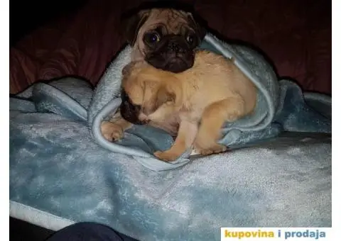 MOPS stenci na prodaju - 3/5