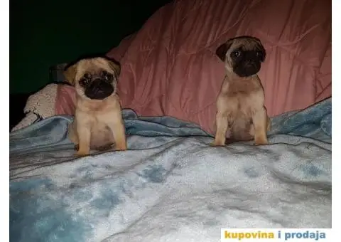 MOPS stenci na prodaju - 4/5