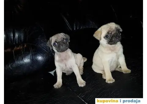 MOPS stenci na prodaju - 5/5