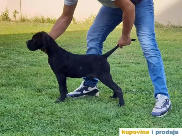 CANE CORSO Akcija zbog hitne prodaje - 1