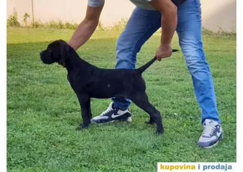 CANE CORSO Akcija zbog hitne prodaje - 1/7