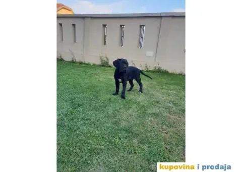 CANE CORSO Akcija zbog hitne prodaje - 2/7