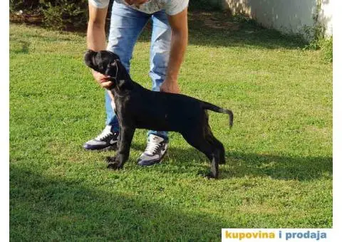 CANE CORSO Akcija zbog hitne prodaje - 3/7