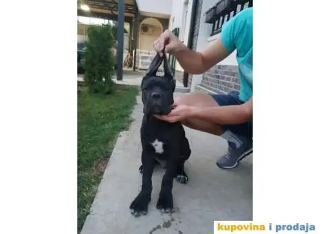 CANE CORSO Akcija zbog hitne prodaje - 4/7