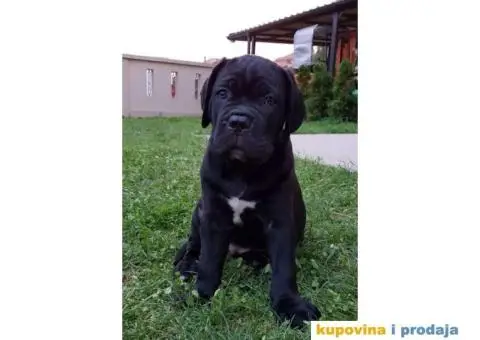 CANE CORSO Akcija zbog hitne prodaje - 5/7