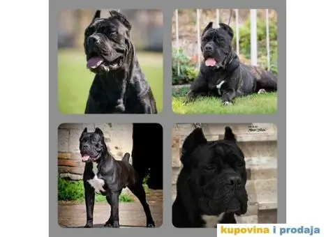 CANE CORSO Akcija zbog hitne prodaje - 6/7
