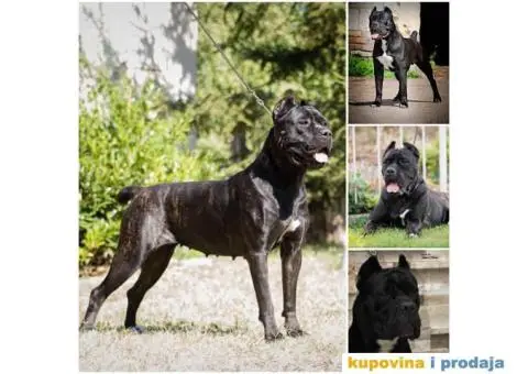 CANE CORSO Akcija zbog hitne prodaje - 7/7