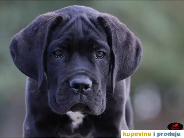 CANE CORSO - veoma kvalitetno leglo - 1