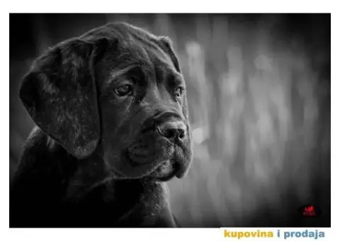 CANE CORSO - veoma kvalitetno leglo - 8/10