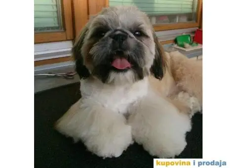 SI-CU stenci na prodaju - 6/6