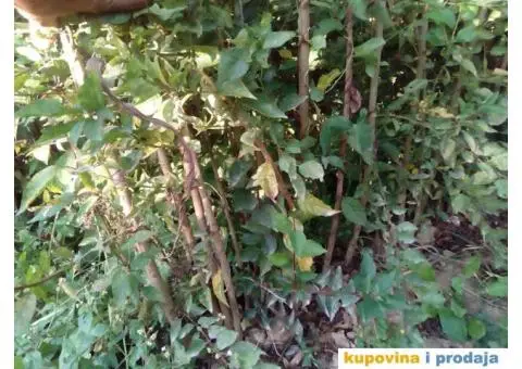 Podloga džanarike za pikiranje - 3/6