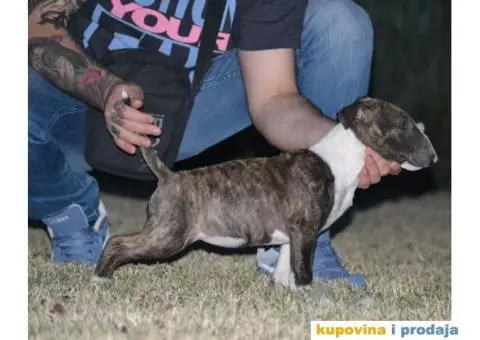 BULTERIJER stenci sampionskog porekla - 1/10