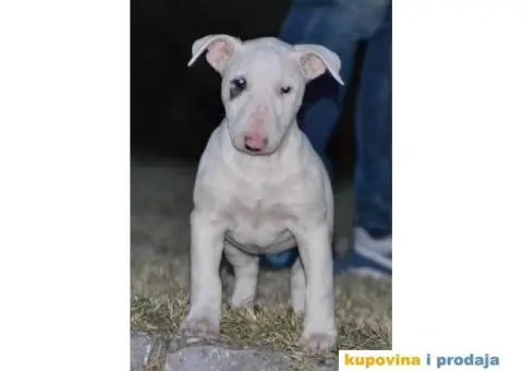 BULTERIJER stenci sampionskog porekla - 2/10