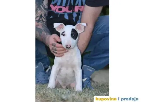 BULTERIJER stenci sampionskog porekla - 3/10