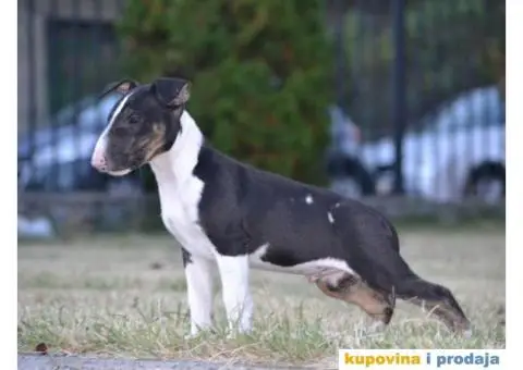 BULTERIJER stenci sampionskog porekla - 4/10