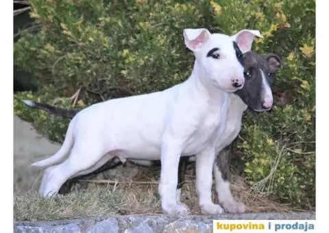 BULTERIJER stenci sampionskog porekla - 5/10