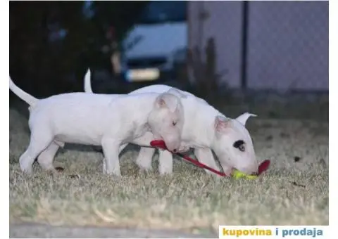 BULTERIJER stenci sampionskog porekla - 6/10