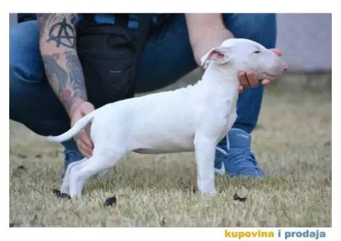 BULTERIJER stenci sampionskog porekla - 7/10