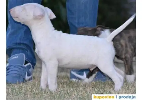 BULTERIJER stenci sampionskog porekla - 8/10