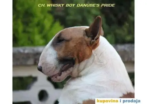 BULTERIJER stenci sampionskog porekla - 9/10