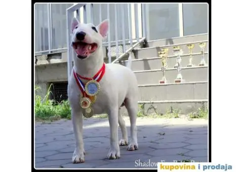 BULTERIJER stenci sampionskog porekla - 10/10