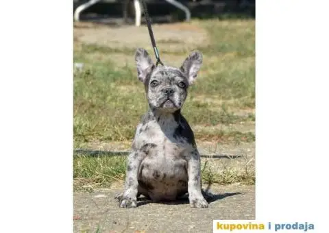 FRANCUSKI BULDOG stenci i odrasli psi - 1/3