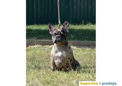 FRANCUSKI BULDOG stenci i odrasli psi - 2/3