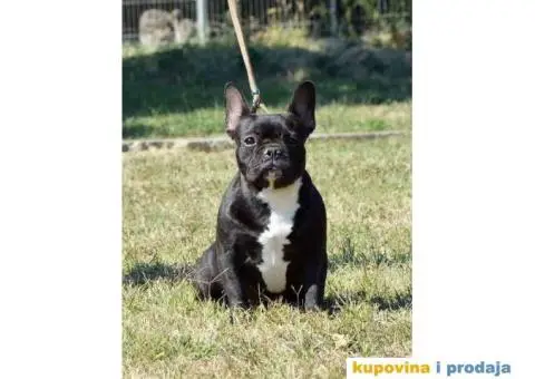 FRANCUSKI BULDOG stenci i odrasli psi - 3/3