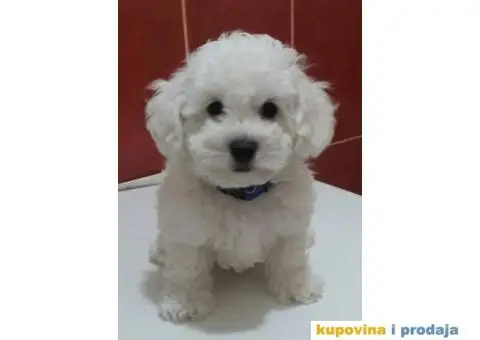 KOVRDZAVI BISON - stenci dobrog porekla - 1/5