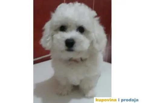 KOVRDZAVI BISON - stenci dobrog porekla - 2/5