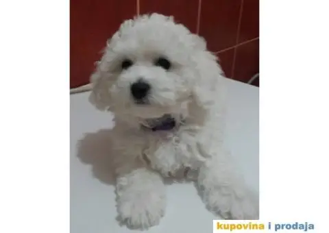 KOVRDZAVI BISON - stenci dobrog porekla - 3/5