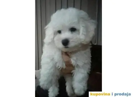 KOVRDZAVI BISON - stenci dobrog porekla - 4/5