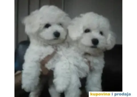 KOVRDZAVI BISON - stenci dobrog porekla - 5/5