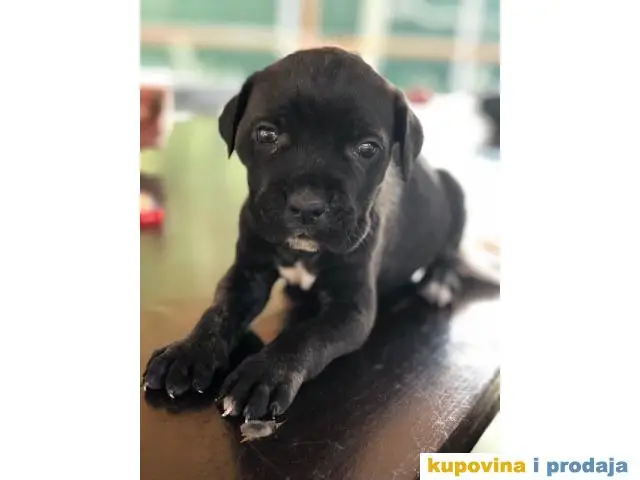 CANE CORSO - kvalitetni prelepi stenci - 1