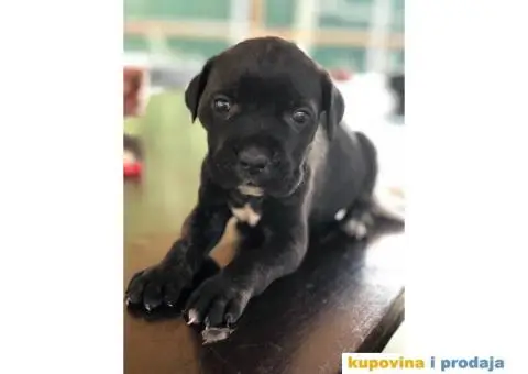 CANE CORSO - kvalitetni prelepi stenci - 1/4