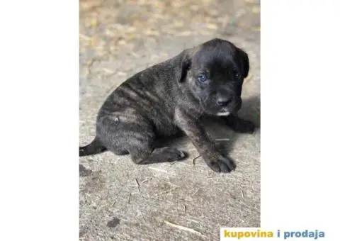 CANE CORSO - kvalitetni prelepi stenci - 2/4