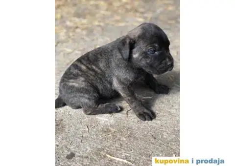CANE CORSO - kvalitetni prelepi stenci - 3/4