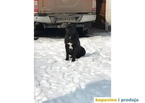 CANE CORSO - kvalitetni prelepi stenci - 4/4
