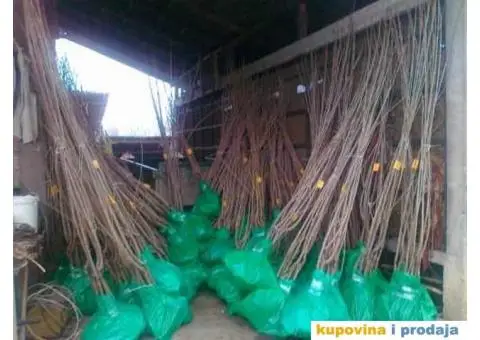 RASADNIK NASTIC - vocne sadnice raznih sorti - 1/4