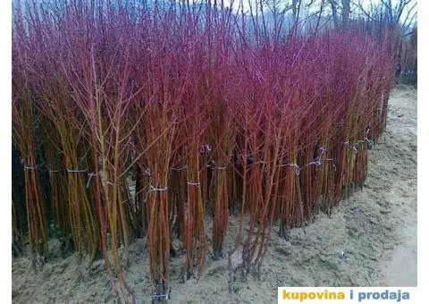 RASADNIK NASTIC - vocne sadnice raznih sorti - 2/4