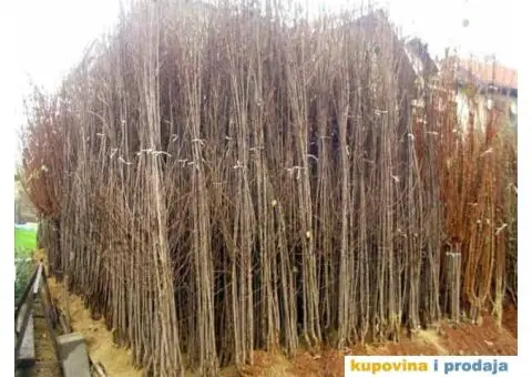 RASADNIK NASTIC - vocne sadnice raznih sorti - 3/4