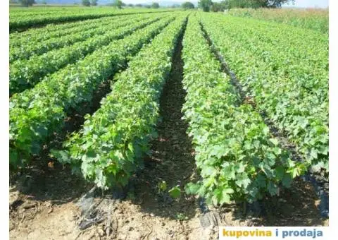 RASADNIK NASTIC - vocne sadnice raznih sorti - 4/4