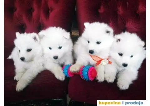 U ponudi stenci SAMOJEDA odlicnog porekla - 1/7