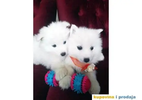 U ponudi stenci SAMOJEDA odlicnog porekla - 2/7