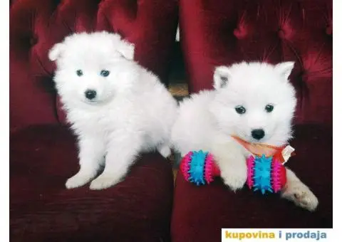 U ponudi stenci SAMOJEDA odlicnog porekla - 3/7